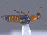  ( - UAM:Ento:79882)  @13 [ ] CreativeCommons - Attribution Non-Commercial No Derivatives (2015) Derek Sikes University of Alaska Museum