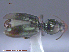  (Dyschirius politus - UAM:Ento:79918)  @11 [ ] CreativeCommons - Attribution Non-Commercial No Derivatives (2015) Derek Sikes University of Alaska Museum
