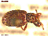  ( - UAM:Ento:89482)  @11 [ ] CreativeCommons  Attribution Non-Commercial No Derivatives (2021) Derek Sikes University of Alaska Museum