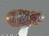 (Acruliopsis tumidula - UAM:Ento:87338)  @13 [ ] CreativeCommons - Attribution Non-Commercial No Derivatives (2014) Derek Sikes University of Alaska Museum