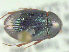  ( - UAM:Ento:85532)  @11 [ ] CreativeCommons - Attribution Non-Commercial No Derivatives (2014) Derek Sikes University of Alaska Museum