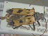  ( - UAM:Ento:86225)  @12 [ ] CreativeCommons - Attribution Non-Commercial No Derivatives (2014) Derek Sikes University of Alaska Museum