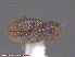  ( - UAM:Ento:87405)  @12 [ ] CreativeCommons - Attribution Non-Commercial No Derivatives (2015) Derek Sikes University of Alaska Museum