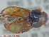  ( - UAM:Ento:83992)  @11 [ ] CreativeCommons - Attribution Non-Commercial No Derivatives (2015) Derek Sikes University of Alaska Museum