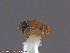  ( - UAM:Ento:84451)  @11 [ ] CreativeCommons - Attribution Non-Commercial No Derivatives (2014) Derek Sikes University of Alaska Museum