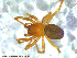  ( - UAM:Ento:88193)  @12 [ ] CreativeCommons - Attribution Non-Commercial No Derivatives (2013) Derek Sikes University of Alaska Museum