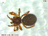  ( - UAM:Ento:93152)  @11 [ ] CreativeCommons - Attribution Non-Commercial No Derivatives (2013) Derek Sikes University of Alaska Museum