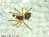  ( - UAM:Ento:94541)  @11 [ ] CreativeCommons - Attribution Non-Commercial No Derivatives (2013) Derek Sikes University of Alaska Museum
