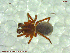  ( - UAM:Ento:94724)  @11 [ ] CreativeCommons - Attribution Non-Commercial No Derivatives (2013) Derek Sikes University of Alaska Museum