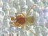  ( - UAM:Ento:29418)  @11 [ ] CreativeCommons - Attribution Non-Commercial No Derivatives (2013) Derek Sikes University of Alaska Museum