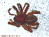  ( - UAM:Ento:95631)  @12 [ ] CreativeCommons - Attribution Non-Commercial No Derivatives (2013) Derek Sikes University of Alaska Museum