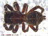  ( - UAM:Ento:96076)  @13 [ ] CreativeCommons - Attribution Non-Commercial No Derivatives (2013) Derek Sikes University of Alaska Museum