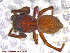  (Attulus striatus - UAM:Ento:96078)  @14 [ ] CreativeCommons - Attribution Non-Commercial No Derivatives (2013) Derek Sikes University of Alaska Museum