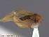  ( - UAM:Ento:96776)  @11 [ ] CreativeCommons - Attribution Non-Commercial No Derivatives (2014) Derek Sikes University of Alaska Museum