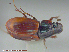  (Planolinus tenellus - UAM:Ento:94504)  @13 [ ] CreativeCommons - Attribution Non-Commercial No Derivatives (2015) Derek Sikes University of Alaska Museum