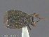  ( - UAM:Ento:93397)  @11 [ ] CreativeCommons - Attribution Non-Commercial No Derivatives (2014) Derek Sikes University of Alaska Museum