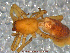  ( - UAM:Ento:99871)  @12 [ ] CreativeCommons - Attribution Non-Commercial No Derivatives (2013) Derek Sikes University of Alaska Museum