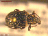  ( - UAM:Ento:103858)  @11 [ ] CreativeCommons  Attribution Non-Commercial No Derivatives (2021) Derek Sikes University of Alaska Museum