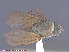  ( - UAM:Ento:105395)  @12 [ ] CreativeCommons - Attribution Non-Commercial No Derivatives (2015) Derek Sikes University of Alaska Museum