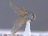  ( - UAM:Ento:105396)  @12 [ ] CreativeCommons - Attribution Non-Commercial No Derivatives (2015) Derek Sikes University of Alaska Museum