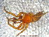  ( - UAM:Ento:111603)  @11 [ ] CreativeCommons - Attribution Non-Commercial No Derivatives (2013) Derek Sikes University of Alaska Museum