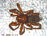  ( - UAM:Ento:113395)  @13 [ ] CreativeCommons - Attribution Non-Commercial No Derivatives (2013) Derek Sikes University of Alaska Museum