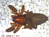  ( - UAM:Ento:113405)  @13 [ ] CreativeCommons - Attribution Non-Commercial No Derivatives (2013) Derek Sikes University of Alaska Museum