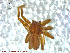  ( - UAM:Ento:113452)  @13 [ ] CreativeCommons - Attribution Non-Commercial No Derivatives (2013) Derek Sikes University of Alaska Museum