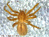  ( - UAM:Ento:113453)  @11 [ ] CreativeCommons - Attribution Non-Commercial No Derivatives (2013) Derek Sikes University of Alaska Museum