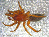  ( - UAM:Ento:115873)  @11 [ ] CreativeCommons - Attribution Non-Commercial No Derivatives (2013) Derek Sikes University of Alaska Museum