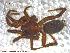 ( - UAM:Ento:115978)  @13 [ ] CreativeCommons - Attribution Non-Commercial No Derivatives (2013) Derek Sikes University of Alaska Museum