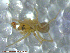  ( - UAM:Ento:112722)  @12 [ ] CreativeCommons - Attribution Non-Commercial No Derivatives (2013) Derek Sikes University of Alaska Museum