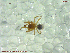  ( - UAM:Ento:112701)  @11 [ ] CreativeCommons - Attribution Non-Commercial No Derivatives (2013) Derek Sikes University of Alaska Museum