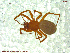  ( - UAM:Ento:134386)  @12 [ ] CreativeCommons - Attribution Non-Commercial No Derivatives (2013) Derek Sikes University of Alaska Museum