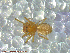  ( - UAM:Ento:147714)  @12 [ ] CreativeCommons - Attribution Non-Commercial No Derivatives (2013) Derek Sikes University of Alaska Museum