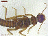  (Diura knowltoni - UAM:Ento:442964)  @11 [ ] CreativeCommons  Attribution Non-Commercial No Derivatives (2021) Derek Sikes University of Alaska Museum