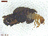  ( - UAM:Ento:443561)  @11 [ ] CreativeCommons  Attribution Non-Commercial No Derivatives (2021) Derek Sikes University of Alaska Museum