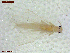  ( - UAM:Ento:444141)  @11 [ ] CreativeCommons  Attribution Non-Commercial No Derivatives (2021) Derek Sikes University of Alaska Museum