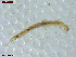  ( - UAM:Ento:444151)  @11 [ ] CreativeCommons  Attribution Non-Commercial No Derivatives (2021) Derek Sikes University of Alaska Museum