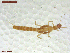  ( - UAM:Ento:444123)  @11 [ ] CreativeCommons  Attribution Non-Commercial No Derivatives (2021) Derek Sikes University of Alaska Museum