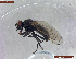  ( - UAM:Ento:452350)  @11 [ ] CreativeCommons  Attribution Non-Commercial No Derivatives (2022) Derek Sikes University of Alaska Museum