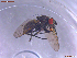  (Spilogona seticosta - UAM:Ento:457798)  @11 [ ] CreativeCommons  Attribution Non-Commercial No Derivatives (2022) Derek Sikes University of Alaska Museum
