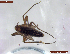  (Metriocnemus longipennis - UAM:Ento:457580)  @11 [ ] CreativeCommons  Attribution Non-Commercial No Derivatives (2022) Derek Sikes University of Alaska Museum
