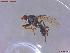  ( - UAM:Ento:457823)  @11 [ ] CreativeCommons  Attribution Non-Commercial No Derivatives (2022) Derek Sikes University of Alaska Museum