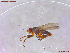  ( - UAM:Ento:457762)  @11 [ ] CreativeCommons  Attribution Non-Commercial No Derivatives (2022) Derek Sikes University of Alaska Museum