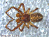  ( - UAM:Ento:217060)  @12 [ ] CreativeCommons - Attribution Non-Commercial No Derivatives (2013) Derek Sikes University of Alaska Museum