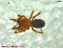  ( - UAM:Ento:144185)  @12 [ ] CreativeCommons - Attribution Non-Commercial No Derivatives (2013) Derek Sikes University of Alaska Museum