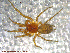  ( - UAM:Ento:144182)  @13 [ ] CreativeCommons - Attribution Non-Commercial No Derivatives (2013) Derek Sikes University of Alaska Museum