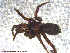  ( - UAM:Ento:144167)  @13 [ ] CreativeCommons - Attribution Non-Commercial No Derivatives (2013) Derek Sikes University of Alaska Museum