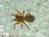  ( - UAM:Ento:94914)  @11 [ ] CreativeCommons - Attribution Non-Commercial No Derivatives (2013) Derek Sikes University of Alaska Museum